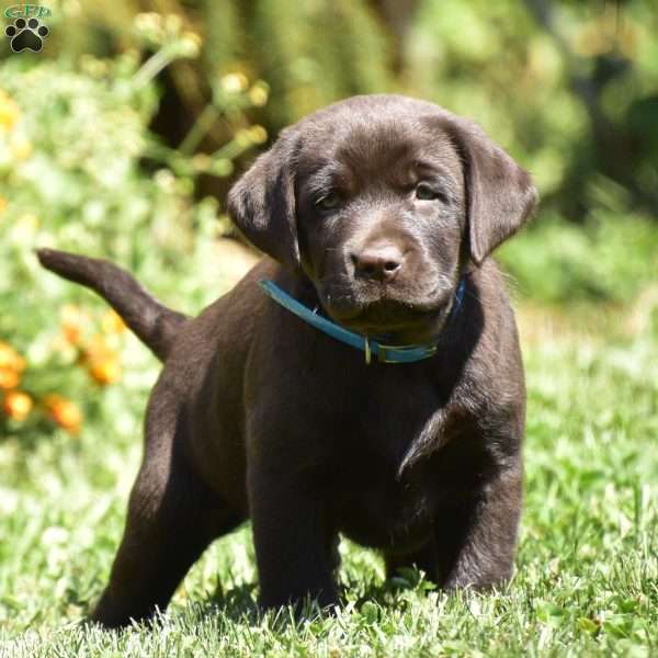 Connor, Chocolate Labrador Retriever Puppy