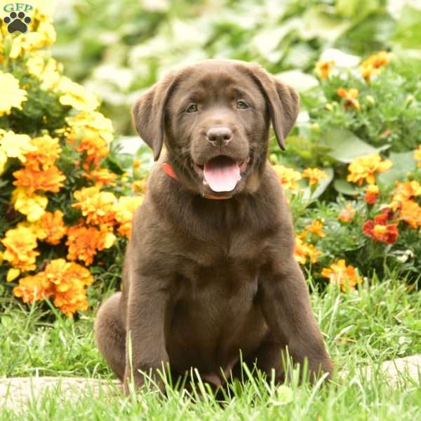 Calla, Chocolate Labrador Retriever Puppy