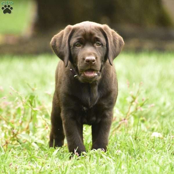 Crissy, Chocolate Labrador Retriever Puppy