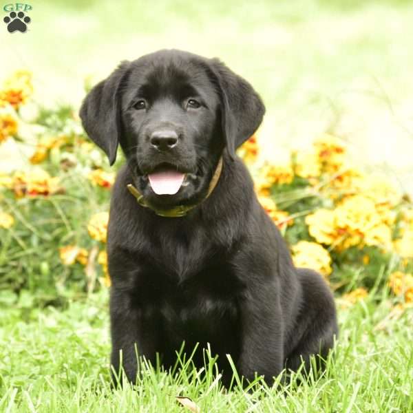 Cerise, Black Labrador Retriever Puppy