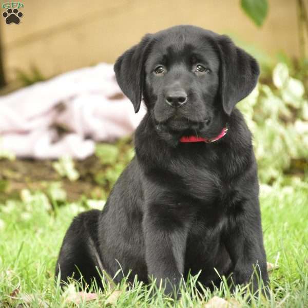 Celia, Black Labrador Retriever Puppy