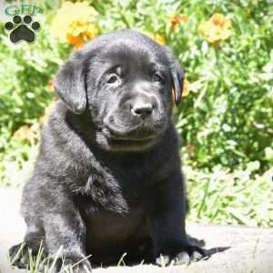 Champ, Black Labrador Retriever Puppy