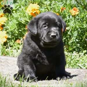 Champ, Black Labrador Retriever Puppy