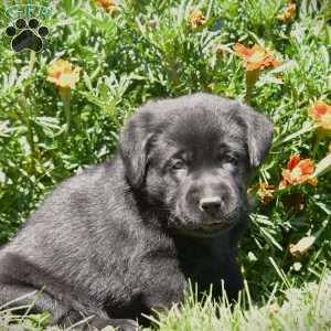 Champ, Black Labrador Retriever Puppy