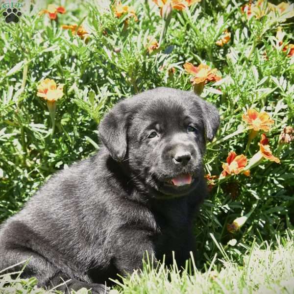 Champ, Black Labrador Retriever Puppy
