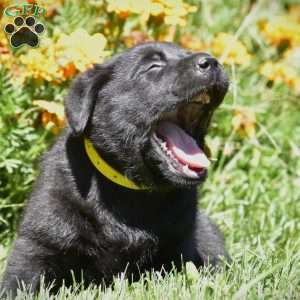 Champ, Black Labrador Retriever Puppy