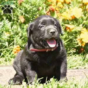 Cate, Black Labrador Retriever Puppy