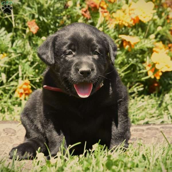 Cate, Black Labrador Retriever Puppy