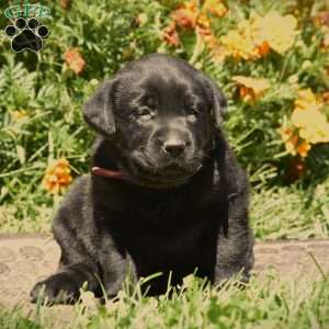 Cate, Black Labrador Retriever Puppy