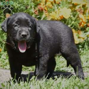 Cate, Black Labrador Retriever Puppy