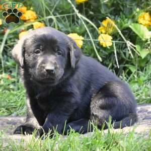 Case, Black Labrador Retriever Puppy