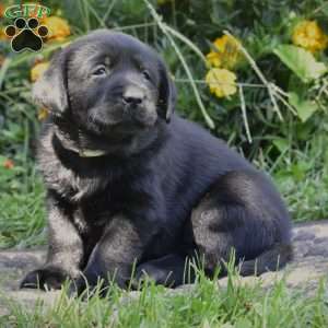 Case, Black Labrador Retriever Puppy