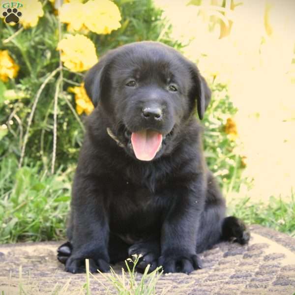 Case, Black Labrador Retriever Puppy