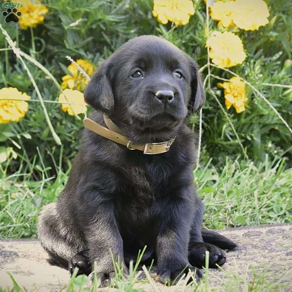 Cerise, Black Labrador Retriever Puppy