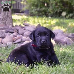 Cate, Black Labrador Retriever Puppy