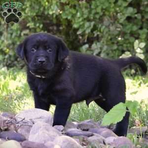 Cerise, Black Labrador Retriever Puppy