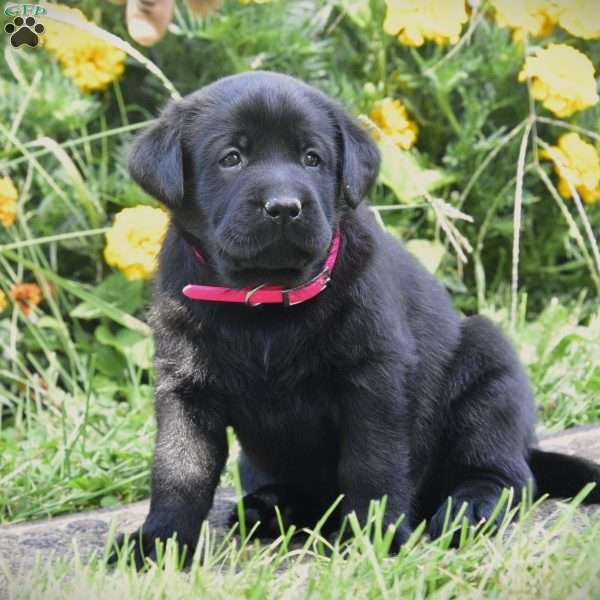 Celia, Black Labrador Retriever Puppy