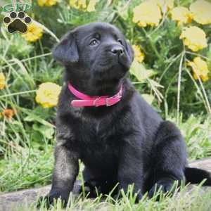 Celia, Black Labrador Retriever Puppy