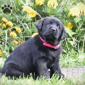 Celia, Black Labrador Retriever Puppy
