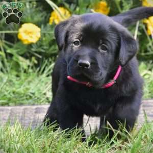 Celia, Black Labrador Retriever Puppy
