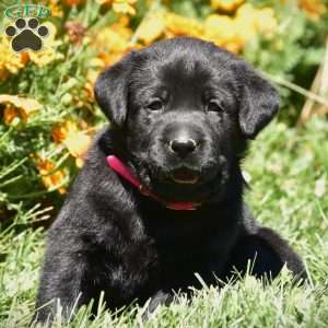 Celia, Black Labrador Retriever Puppy