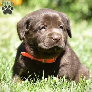 Calla, Chocolate Labrador Retriever Puppy