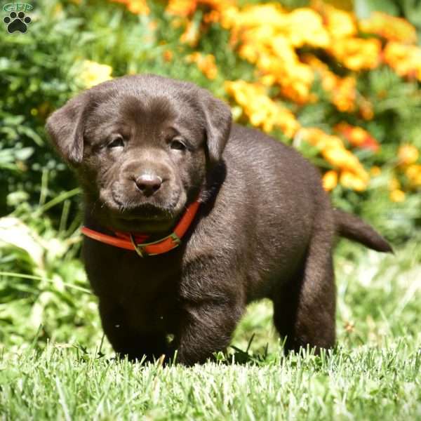 Calla, Chocolate Labrador Retriever Puppy