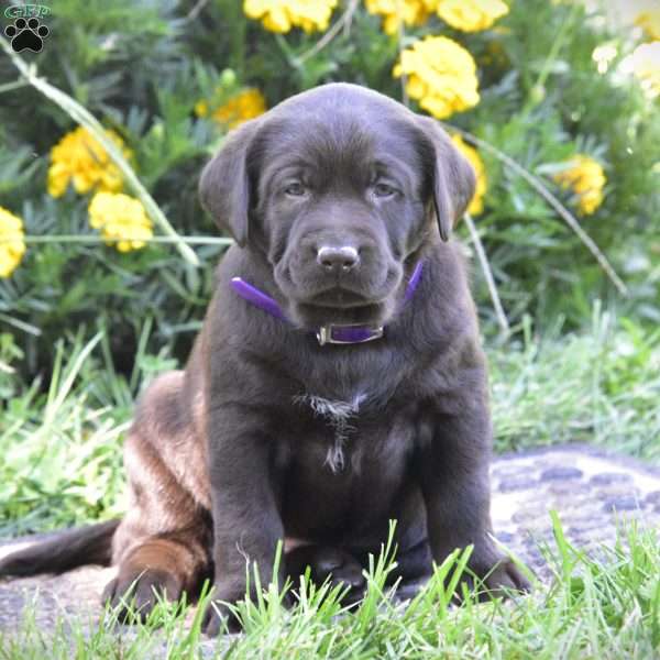 Crissy, Chocolate Labrador Retriever Puppy