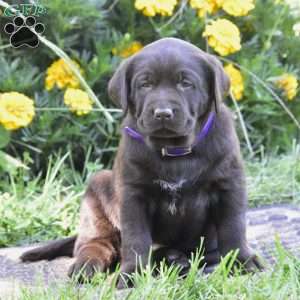 Crissy, Chocolate Labrador Retriever Puppy