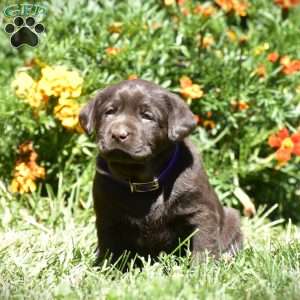 Crissy, Chocolate Labrador Retriever Puppy