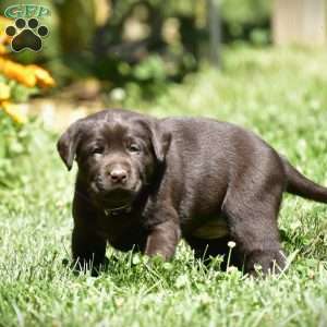 Crissy, Chocolate Labrador Retriever Puppy