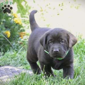 Cole, Chocolate Labrador Retriever Puppy