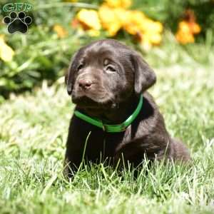 Cole, Chocolate Labrador Retriever Puppy