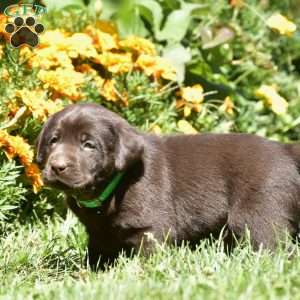 Cole, Chocolate Labrador Retriever Puppy