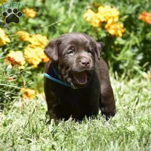 Connor, Chocolate Labrador Retriever Puppy