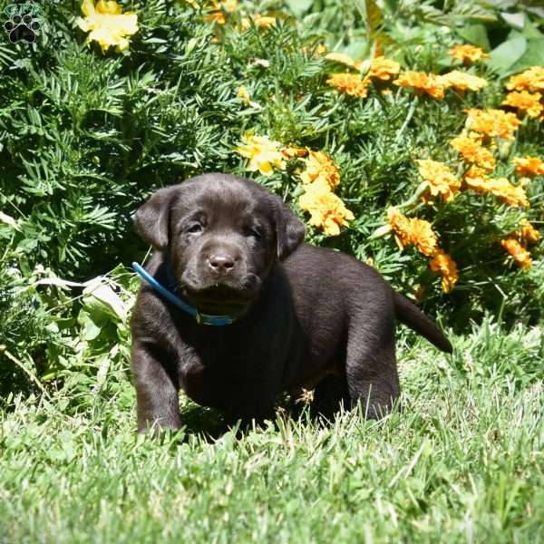 Connor, Chocolate Labrador Retriever Puppy