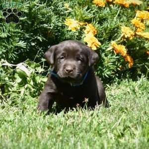 Connor, Chocolate Labrador Retriever Puppy