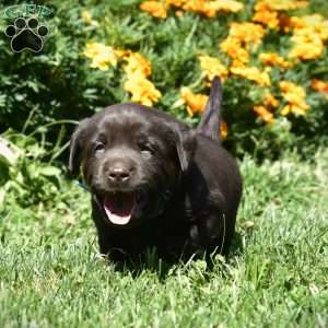 Connor, Chocolate Labrador Retriever Puppy