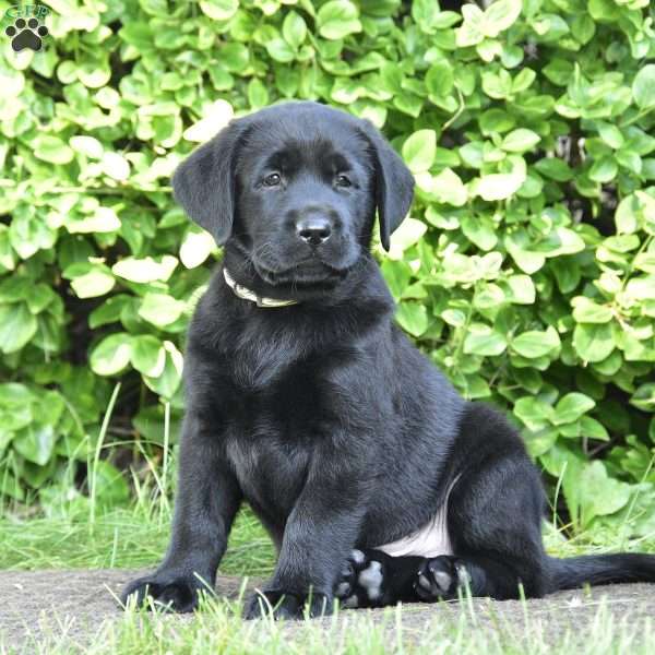 Case, Black Labrador Retriever Puppy