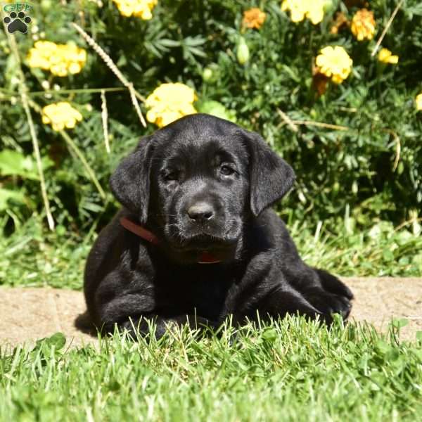 Cate, Black Labrador Retriever Puppy