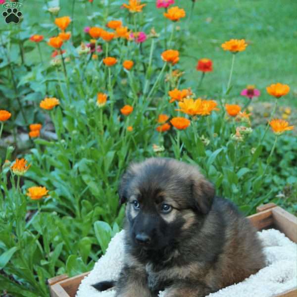 Willie, German Shepherd Puppy
