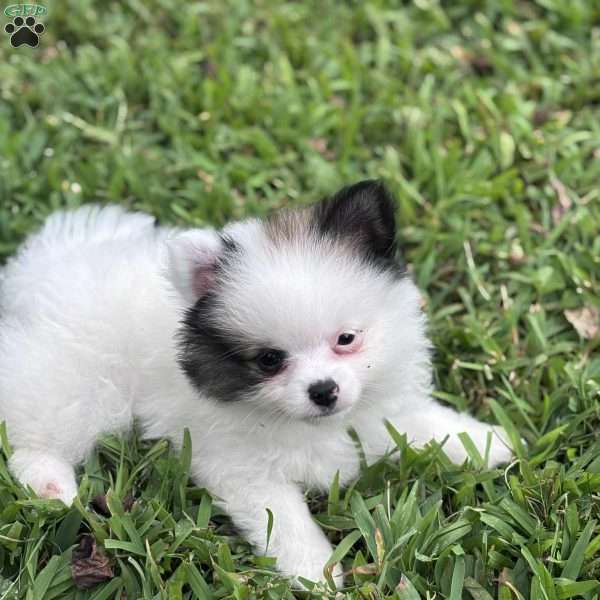 Cooper, Pomeranian Puppy