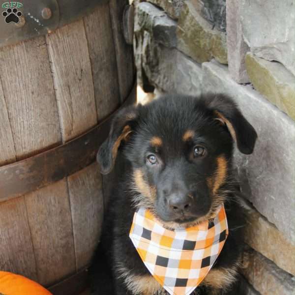 Cash, German Shepherd Puppy