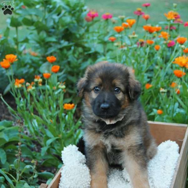 June, German Shepherd Puppy
