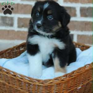 Betsy, Miniature Australian Shepherd Puppy