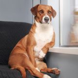 brown and white dog sitting like a human on a couch next to a window and leaning a front leg on the windowsill