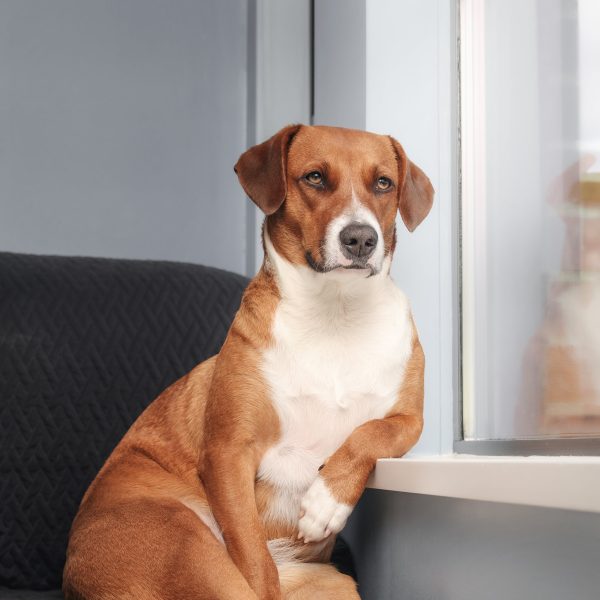 brown and white dog sitting like a human on a couch next to a window and leaning a front leg on the windowsill
