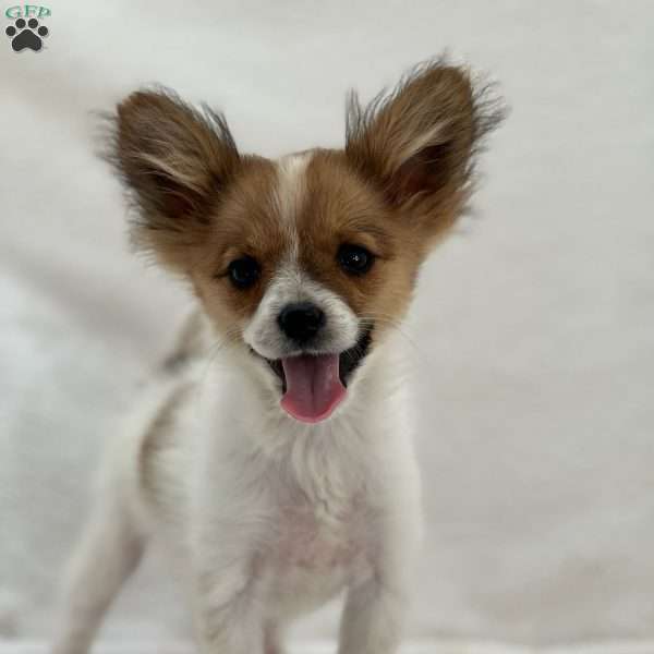 Flash, Papillon Puppy
