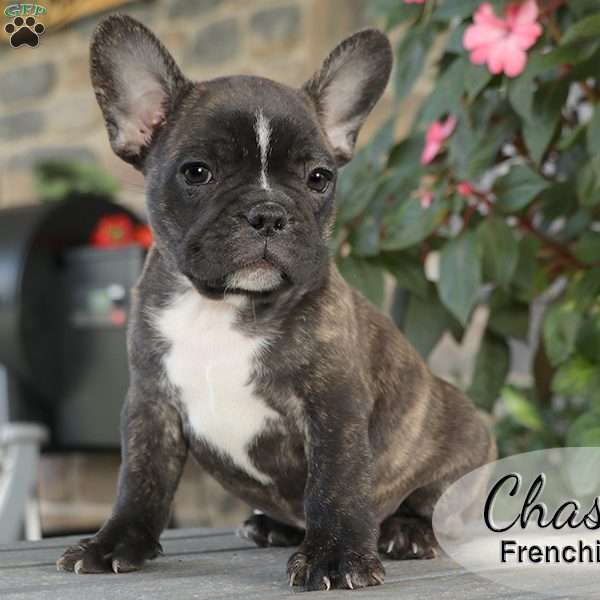 Chase, French Bulldog Mix Puppy