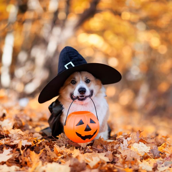 corgi wearing a witch costume sitting outside among fall leaves and holding a pumpkin bucket in their mouth